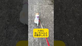 六月のお散歩　#いやしわんこ