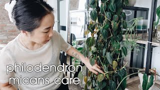 philodendron hederaceum var hederaceum / micans -- how to care for and grow them