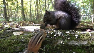 10 Hours of Forest Animals - Videos for Pets - Oct 4 2020