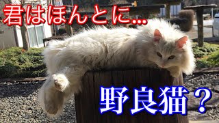 野生を忘れて家の外でくつろいでる野良猫がカワイイ