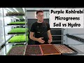 Purple Kohlrabi Microgreens - Soil v Hydroponic - On The Grow