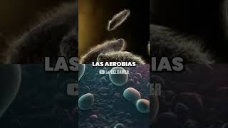 Bacterias Aerobias vs Anaerobias: ¿Cuál es la Diferencia?