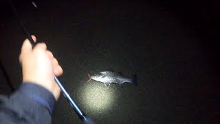 サーフでワームを使ってシーバス釣れて食べる動画