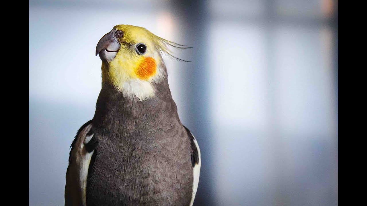 Cockatiel Singing Youtube