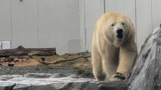 20200410:今日の円山動物園