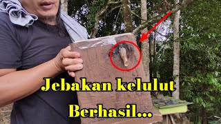 Perangkap/jebakan kelulut berhasil#kelulut#trigona#stinglessbee#galogalo#tantadan#klanceng