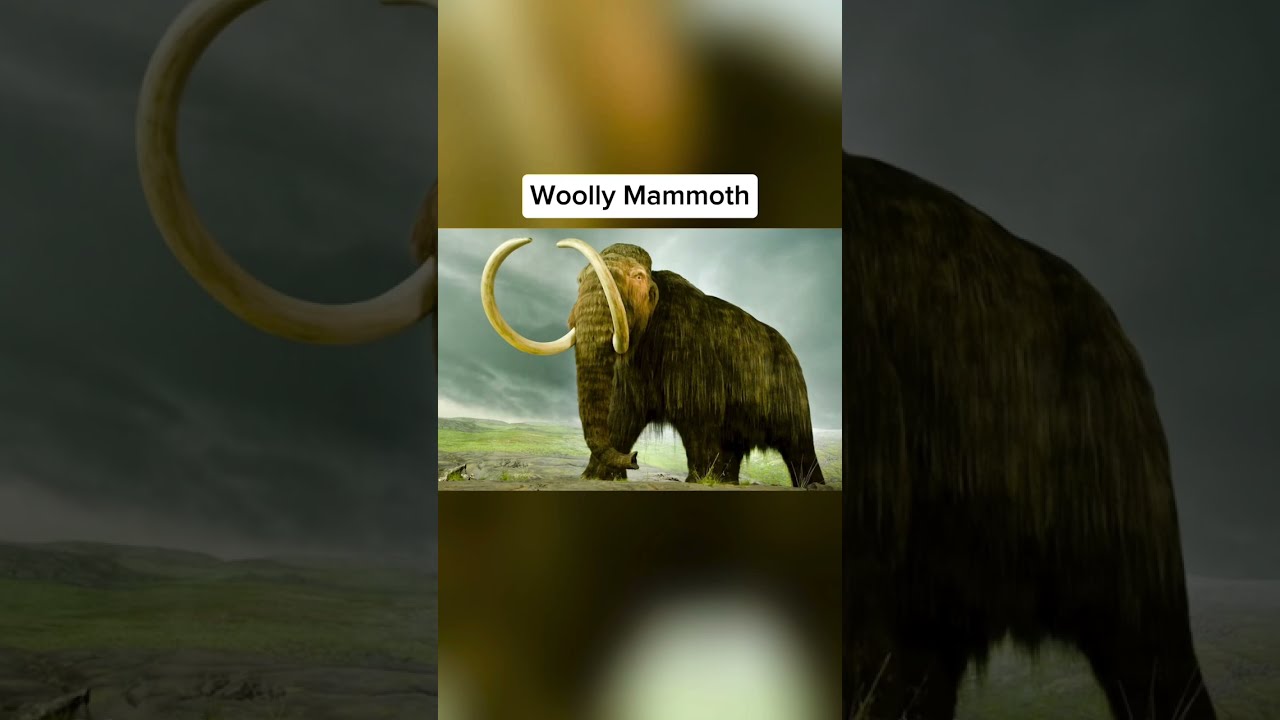 Extinct Animals Caught On Camera Youtube