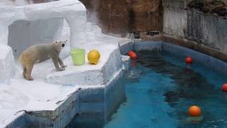 わざわざカゴを取りに行くイッちゃん（Шилка）　　　天王寺動物園のホッキョクグマ