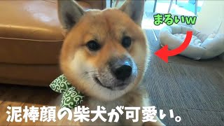 【柴犬】唐草模様が似合う柴犬はコチラですw【ドロボー顔】