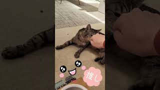 【くるみ】優しくて甘えん坊なくるみちゃん　#猫 #猫カフェ #cat #shorts #shortvideo #保護猫 #保護猫カフェ #里親募集中