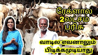 150 வருசமா கலக்கும் தேனி மலைமாடுகள் / G.கல்லுபட்டி மாடுனாவே தனி கெத்து / தேனி மலைமாடுகள் விற்பனை ...