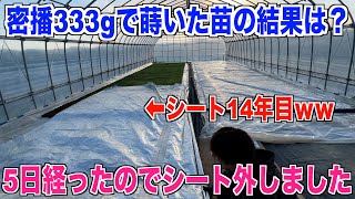 【密播2024】密苗で種蒔き333gの出来栄えは？シート外して確認しました 30代米作り奮闘記#337