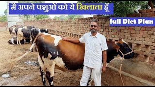 मै अपने पशुओं को ये खिलाता हूँ|hf cow| dairy feed formula |feed formulation for dairy cattle|