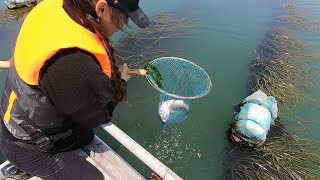 渔妹开船来海钓，连续中钩野生大货，今天钓鱼妹发财了