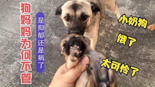 小奶狗到晚上哭闹不止，主人无奈，用小奶狗把土狗妈妈引回窝喂奶【柿柿红爱吃肉】