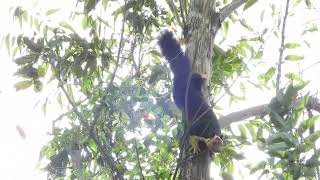 Spotted Malabar Giant Squirrel