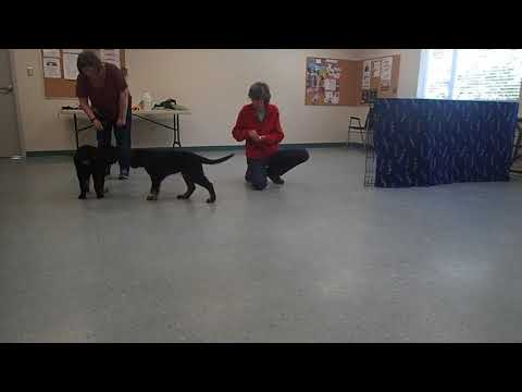nose target 12 week old pup Hovawart nose target 12 week old pup Hovawart