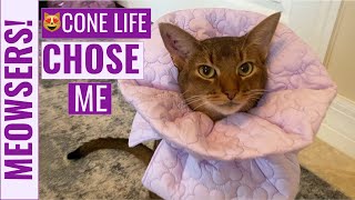 Abyssinian Wearing New Cat E-Cone | CONE LIFE CHOSE ME