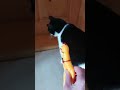 Якийсь жах а не іграшка🤣 cat cute catcute catlover animal