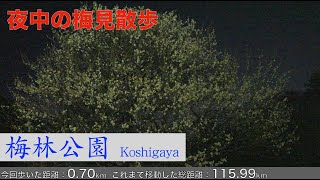 夜中に満開の梅見散歩・越谷梅林公園・4K/Koshigaya walk