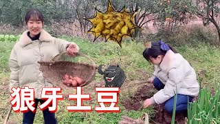 Xiaopingzi planed potatoes and asked mother to make spike potatoes