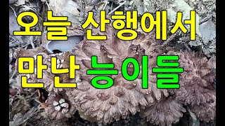 능이산에는 어린능이 유균이 많이 올라오고 있음