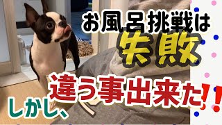 ボストンテリア犬グリちゃんのお風呂克服大作戦！