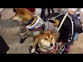 ペット博2018に行って来ました❗️黒柴犬の双子姉妹 let s go to a pet event