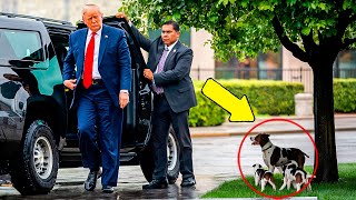 Donald Trump Sees Dog Abandoned and Puppies, What He Did Shocked Everyone