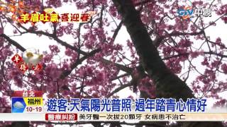 【中視新聞】櫻花盛開! 陽明山人潮眾多 熱鬧滾滾 20150220