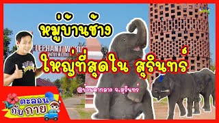 ตะลอนกับกายพาเที่ยวหมู่บ้านช้าง ใหญ่ที่สุดในสุรินทร์ | guyuptome