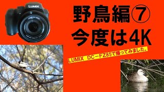 Lumix DC  FZ85（camera)で初めての4K動画を撮ってみました。（野鳥　野鳥観察　野鳥鳴き声　野鳥撮影）