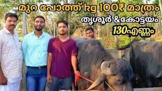 കിലോ 100രൂപക്ക് മുറാ പോത്ത് തൃശൂർ|murah buffaloes at rs 100/kg | agri tech farming malayalam