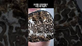 트러플 통으로 먹는 영상 유왜먹