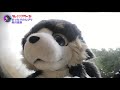 放送事故 激熱 伊豆熱川温泉【タレミミアワーズ クルタのケモ散歩第７話】kuruta s fursuits walk vol.7 izu atagawa spa