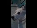 chinook husky howling