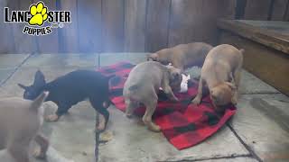 Lively Miniature Pinscher Puppies