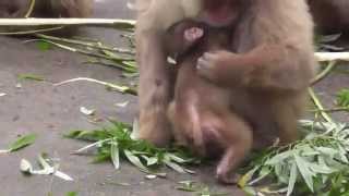 Baby Monkey.　ニホンザルの赤ちゃん2014（釧路動物園）⑱