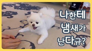 멍빨 당하기 직전 꼬순내 폴폴나는 강아지 모습 | 샤샤의하루 | pomeraniam | cutedog