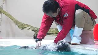 鳥羽水族館 ラッコ キラちゃんの荒ぶるﾎﾞﾃﾞｨﾁｪｯｸ5月版｢9℃のお水かけるからね!｣