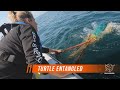 Sea Shepherd Rescues Turtle Entangled in Fishing Gear