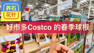 好市多Costco的春季球根终于上架了 - 看看有哪些植物