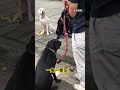 導盲犬宣導活動 訓練前準備工作 preparation for guide dog training