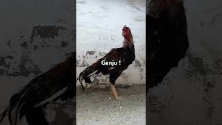 Ganju | Kamalia x Mianwali Breed