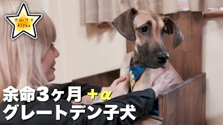 闘病生活は続きます。グレートデン子犬