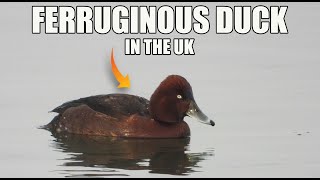 Ferruginous duck in the UK