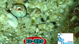 ジョーフィッシュ動画・シードリーム沖永良部