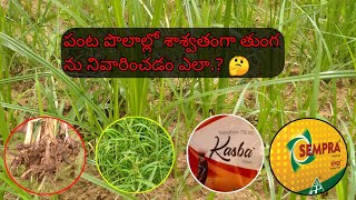 తుంగని శాశ్వతంగా నివారించడం ఎలా ? | పంట పోలంలో తుంగ నివారణ | halosulfuron methyl 75% wg | herbicide