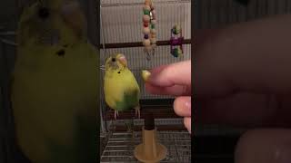 偏食インコのチャッピーさん🐤　とうもろこしを攻撃🌽