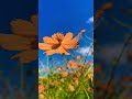 コスモス コスモス畑　 秋　 秋桜　 兵庫県 清住コスモス園　 青空 観光　 japan 観光スポット 花 秋の花